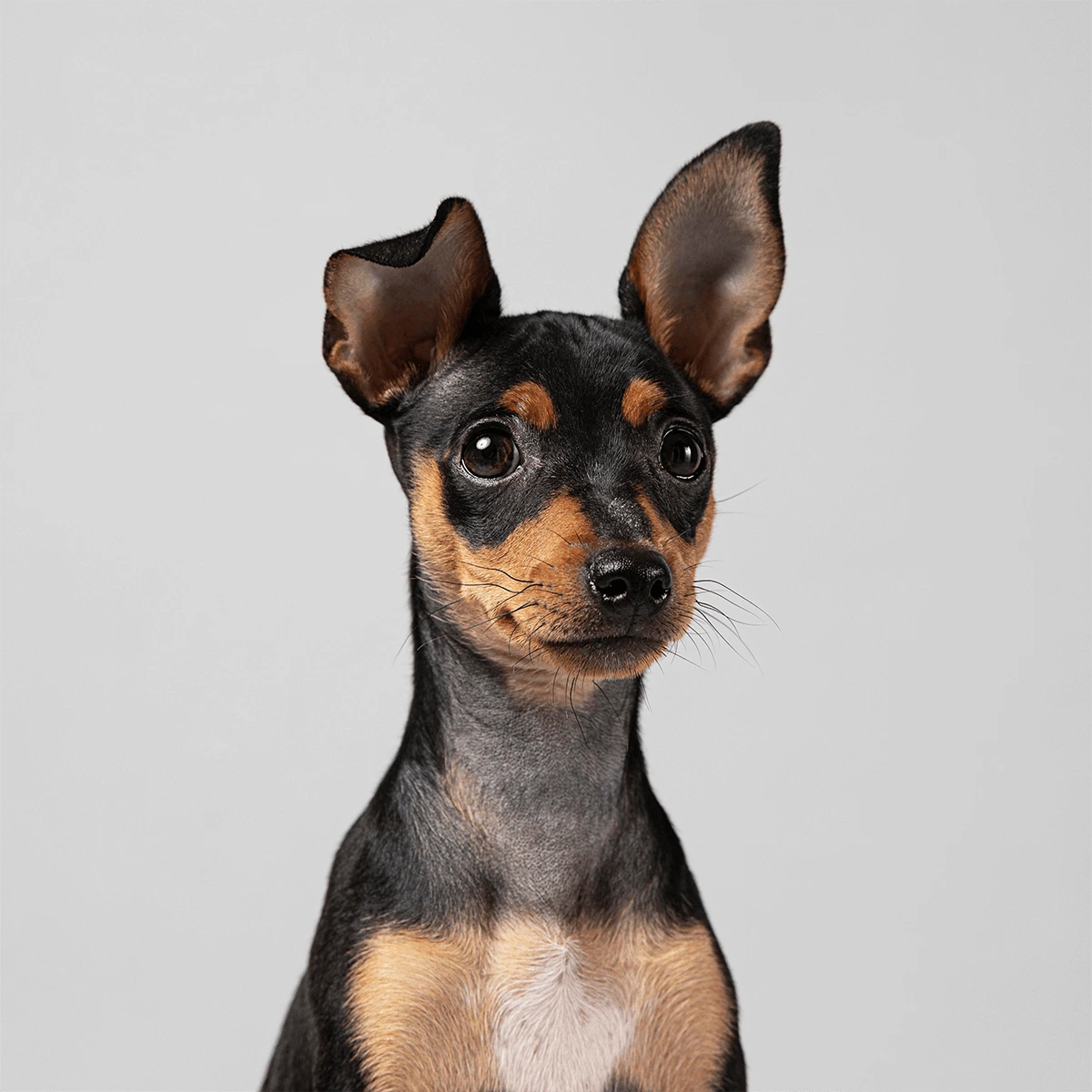 Lara Pereira — PetSitting Pombal